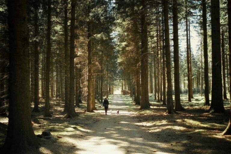 Waarom is wandelen in de natuur zo helpend voor HSP'ers?