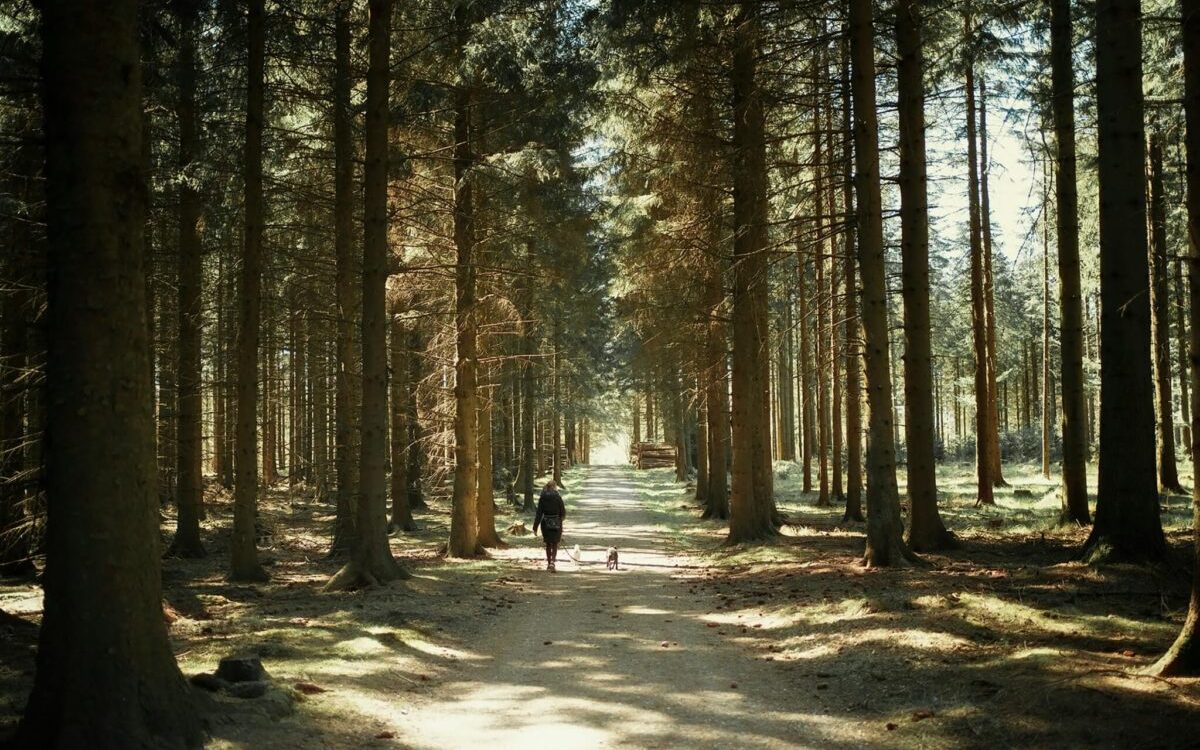 Waarom is wandelen in de natuur zo helpend voor HSP'ers?